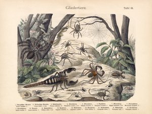 Schorpioenen en Spinnen, ca. 1860